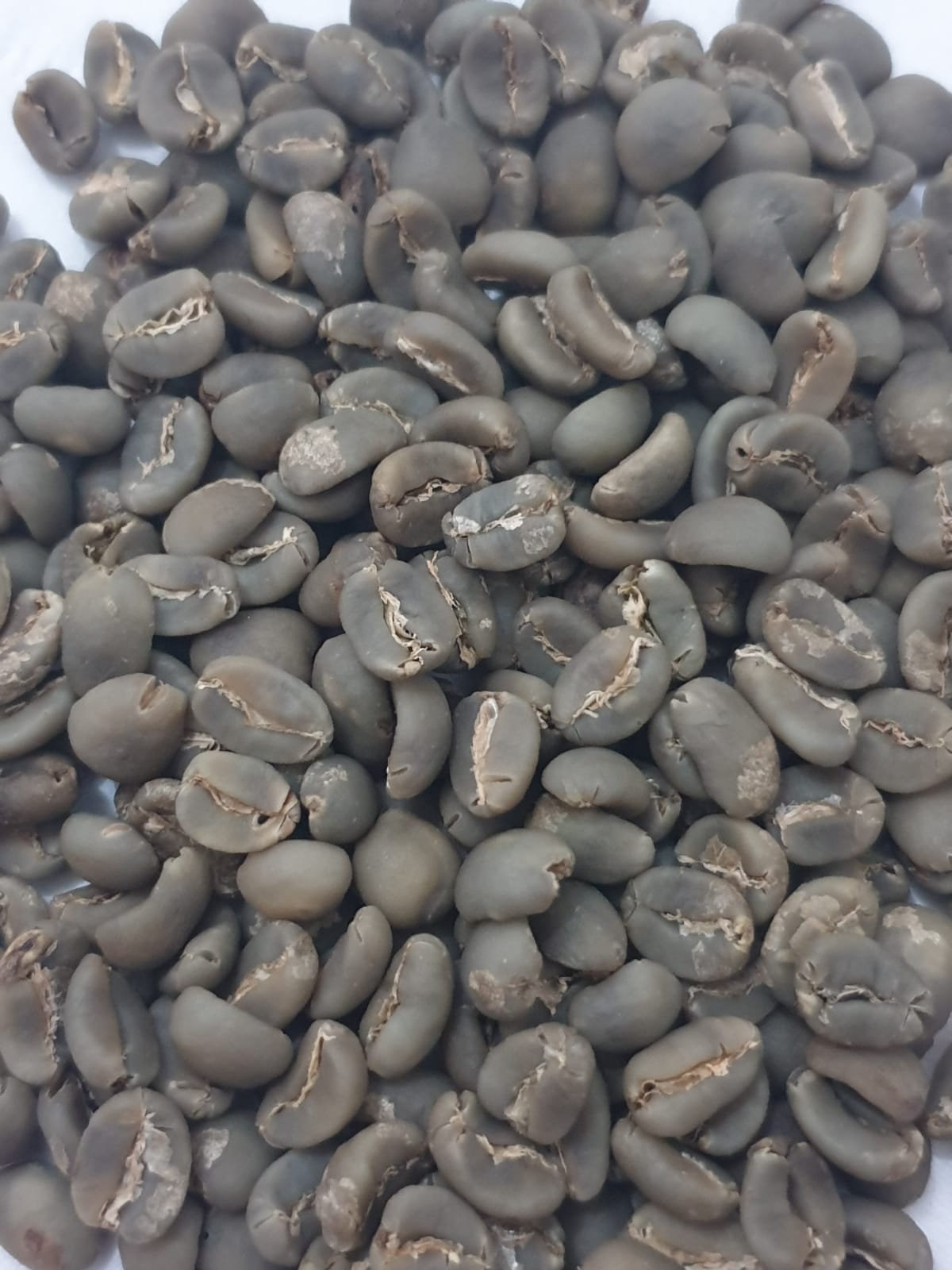 コーヒー葉