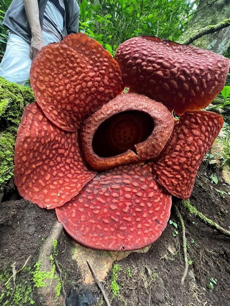 ラフレシアの画像